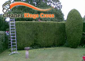 Hedge Maintenance 